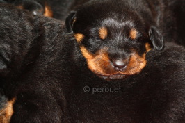 Beauceron Et Chiot Beauceron Du Perouet Prix D Un Beauceron
