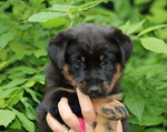 chiot Beauceron élevage du Perouet