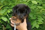 chiot Beauceron élevage du Perouet