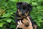 chiot Beauceron élevage du Perouet