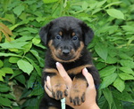 chiot Beauceron élevage du Perouet