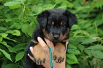 chiot Beauceron élevage du Perouet