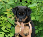 chiot Beauceron élevage du Perouet