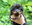 chiot beauceron du Perouet