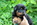 chiot beauceron du Perouet