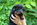 Beauceron perouet