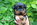 Beauceron perouet