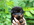 Beauceron perouet